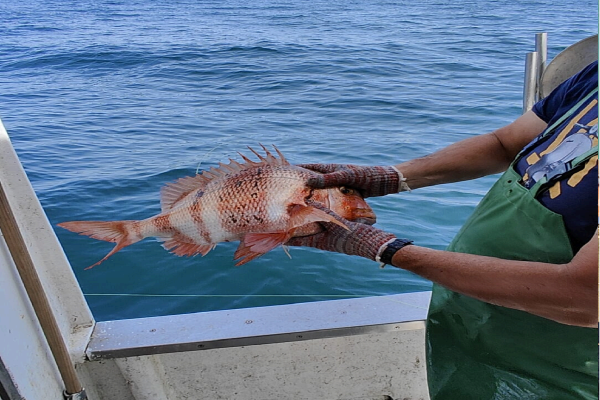 foto pescado