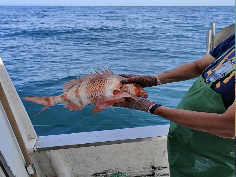 foto pescado